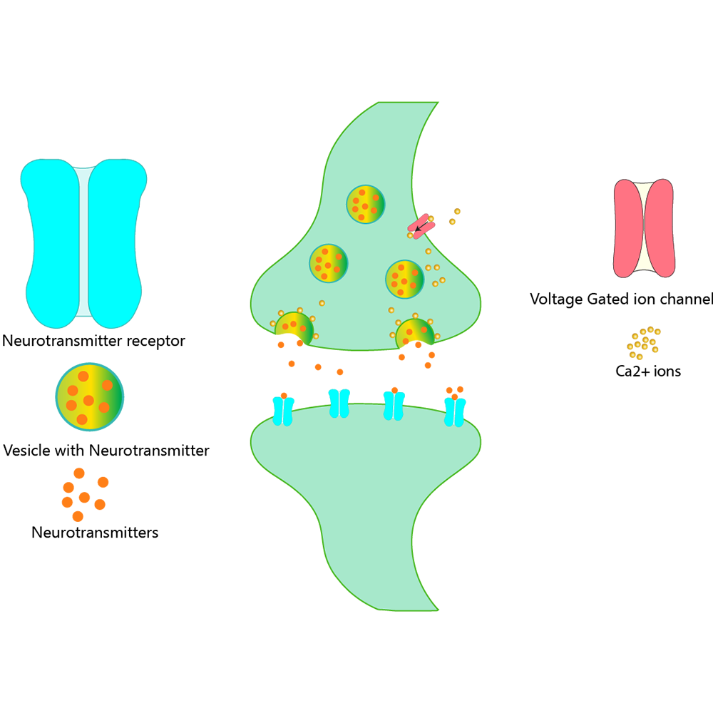 Synapse